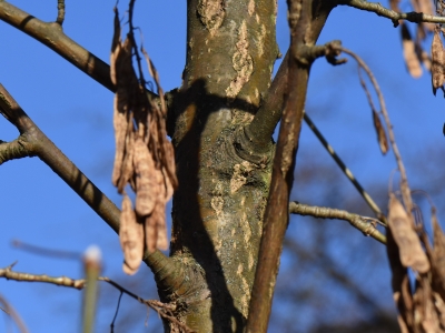 Złotokap alpejski kora