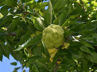 Żółtnica pomarańczowa owoc