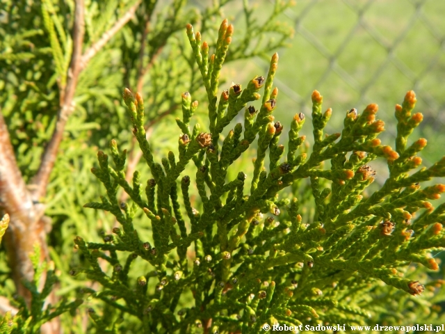 Thuja Smaragd