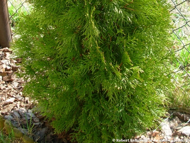 Thuja Smaragd