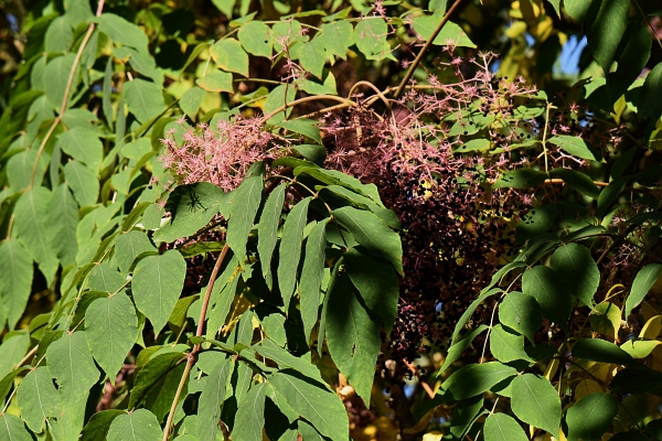 Aralia