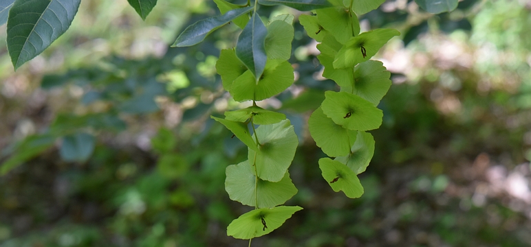 Cyklokaria okrągłoowockowa