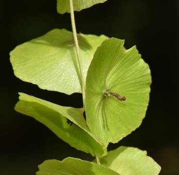 Cyklokaria okrągłoowockowa